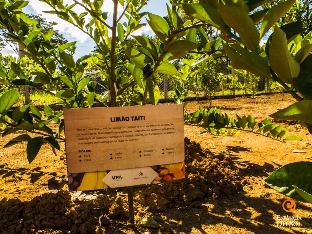 Pomar do Estância do Sol com placa de lima-da-taiti