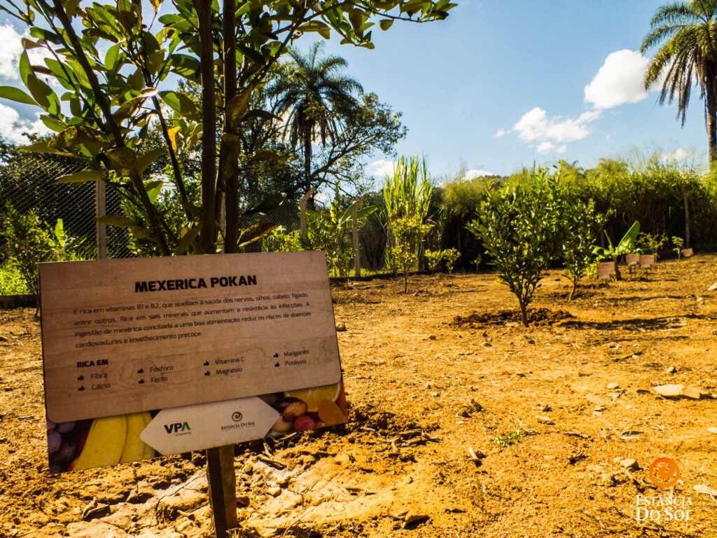 Pomar do Estância do Sol com placa de mexerica ponkan